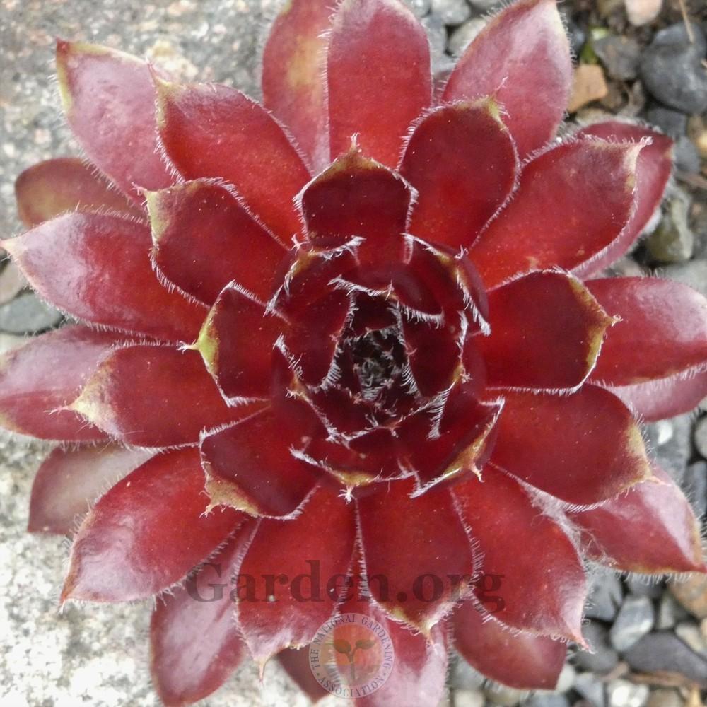 Photo of Hen and Chicks (Sempervivum 'Lucy Liu') uploaded by Patty