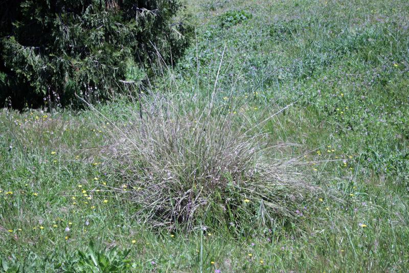 Photo of Deergrass (Muhlenbergia rigens) uploaded by RuuddeBlock