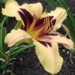 Location: My garden, Pequea, Pennsylvania 17565
Date: 2017-06-15
First flower ever; purchased via March 2017 not-a-raffle gift cer