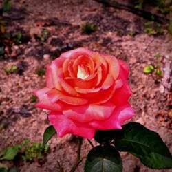 Location: Fellows Riverside Gardens, Youngstown, Ohio
Date: 2017-06-15
Folklore Rose 001