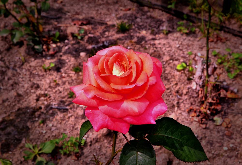 Photo of Rose (Rosa 'Folklore') uploaded by dawiz1753