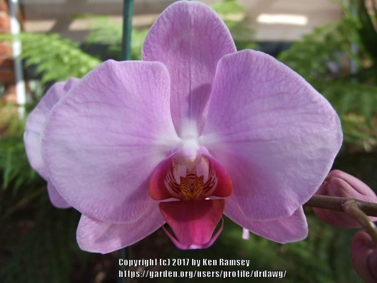 Photo of Orchid (Phalaenopsis Luchia Pink) uploaded by drdawg