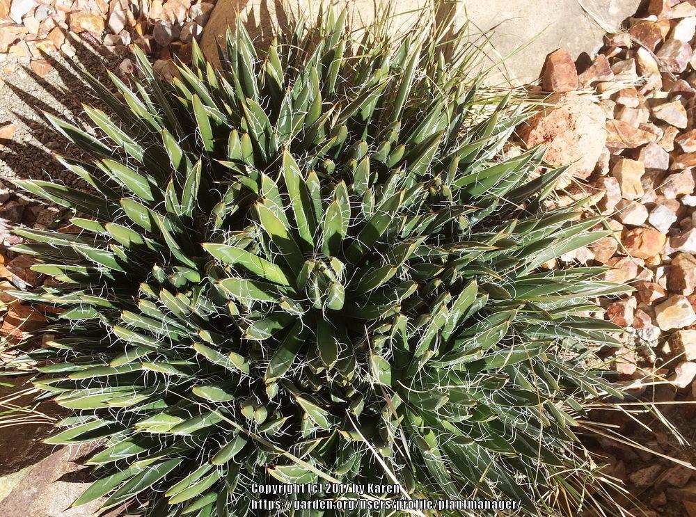 Photo of Fairy Ring Agave (Agave toumeyana var. bella) uploaded by plantmanager