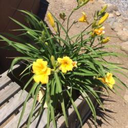 Location: Arenas Valley, NM, my yard
Date: 2017-06-15