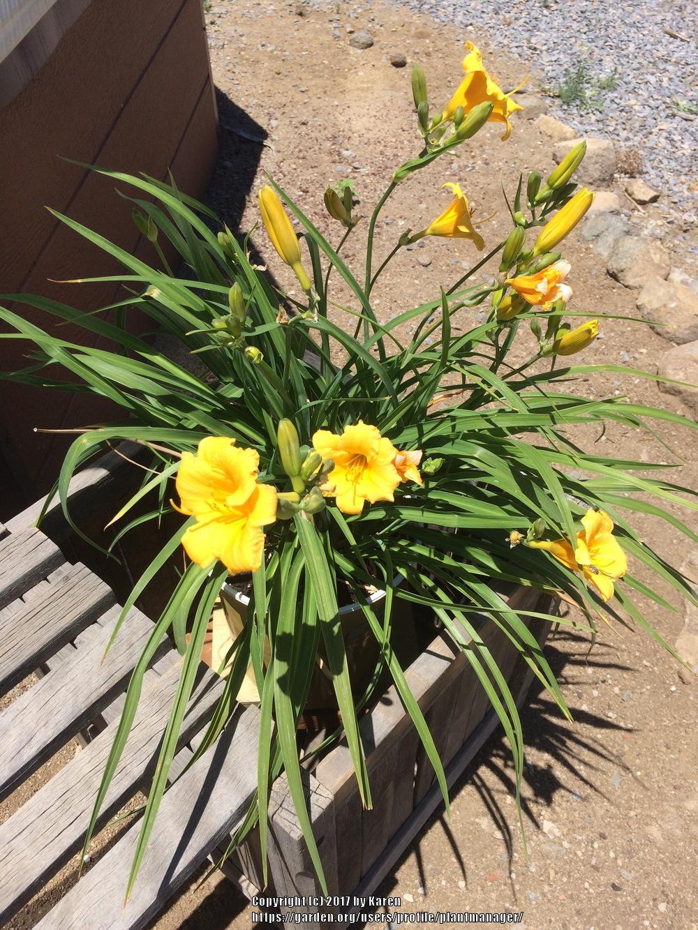 Photo of Daylily (Hemerocallis 'Big Time Happy') uploaded by plantmanager