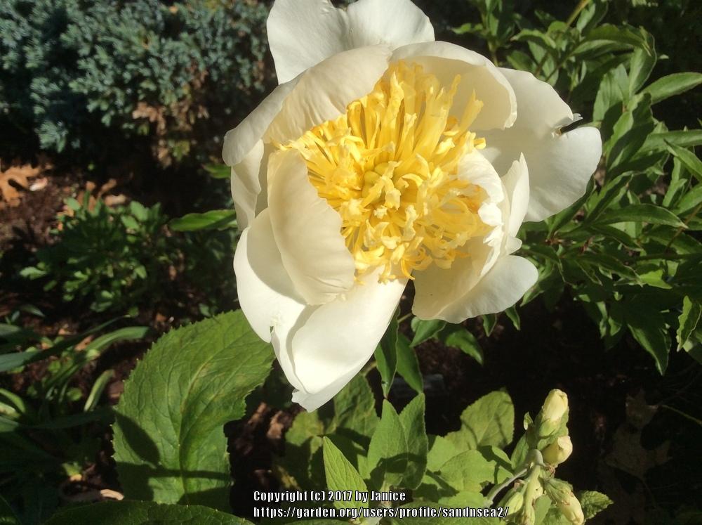 Photo of Peony (Paeonia lactiflora 'Cheddar Gold') uploaded by sandnsea2
