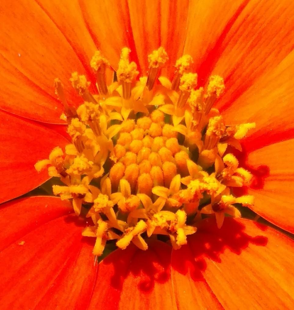 Photo of Mexican Sunflower (Tithonia rotundifolia) uploaded by sarahbugw