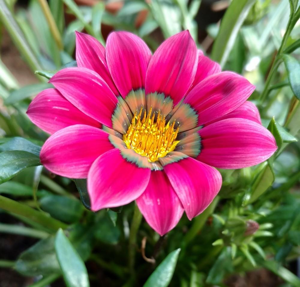 Photo of Treasure Flower (Gazania) uploaded by sarahbugw