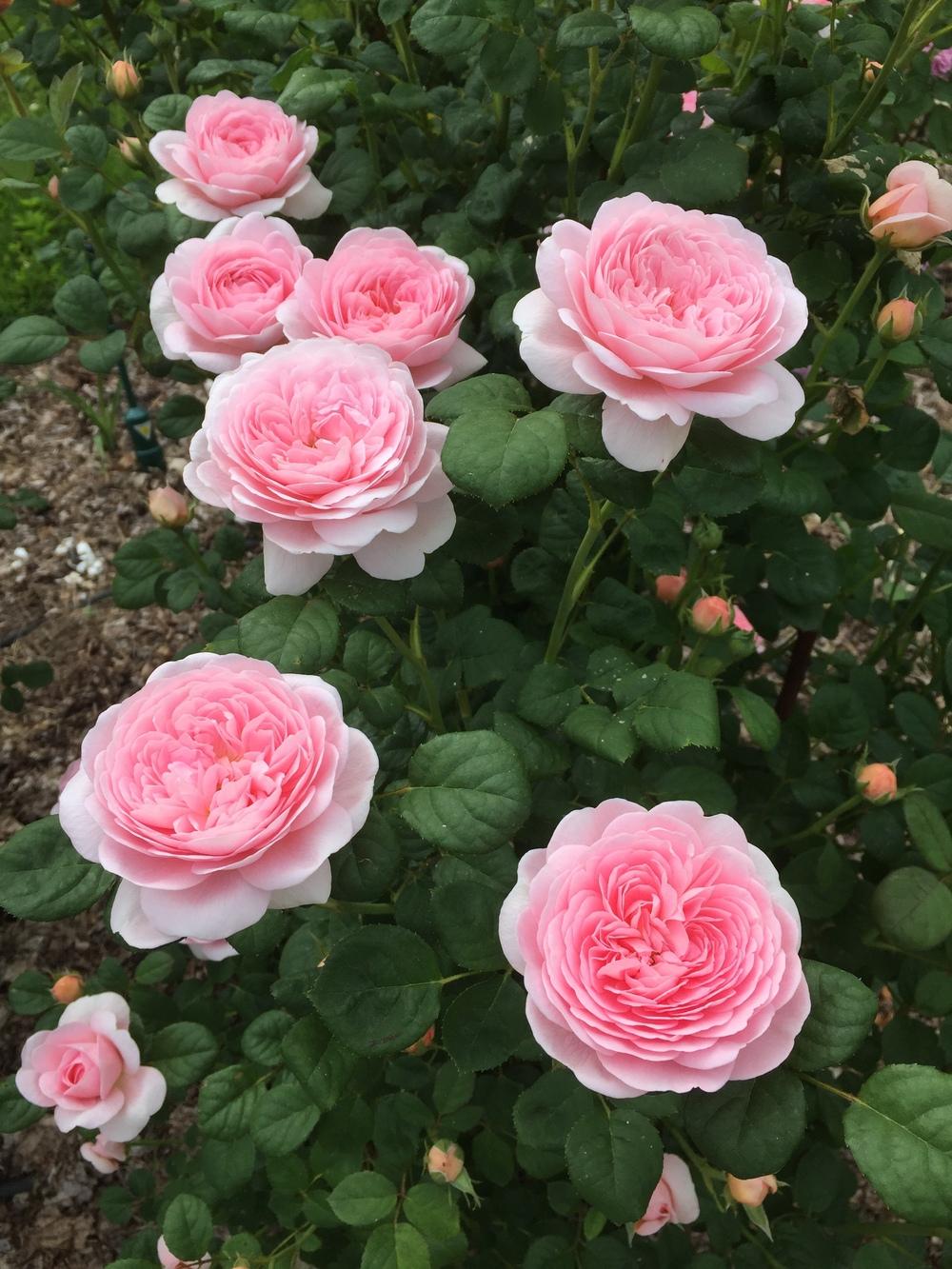 Photo of Rose (Rosa 'Queen of Sweden') uploaded by Bmyoung