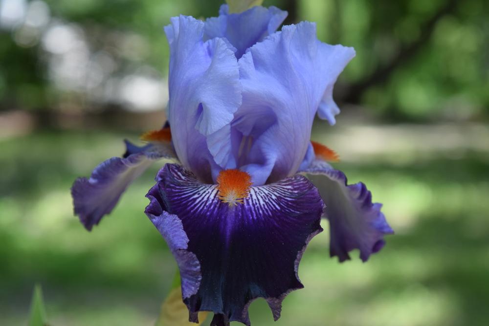Photo of Tall Bearded Iris (Iris 'Honourable Lord') uploaded by Dachsylady86