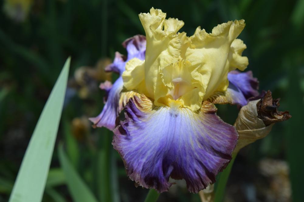 Photo of Tall Bearded Iris (Iris 'Adventurous') uploaded by Dachsylady86