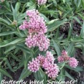 Butterflyweed "Soulmate"