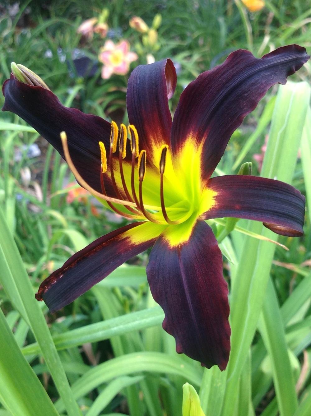 Photo of Daylily (Hemerocallis 'End of the Tunnel') uploaded by Lilydaydreamer
