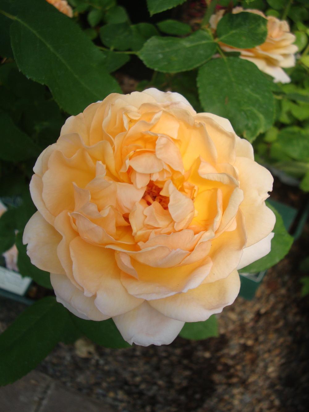 Photo of Rose (Rosa 'The Lady Gardener') uploaded by Paul2032