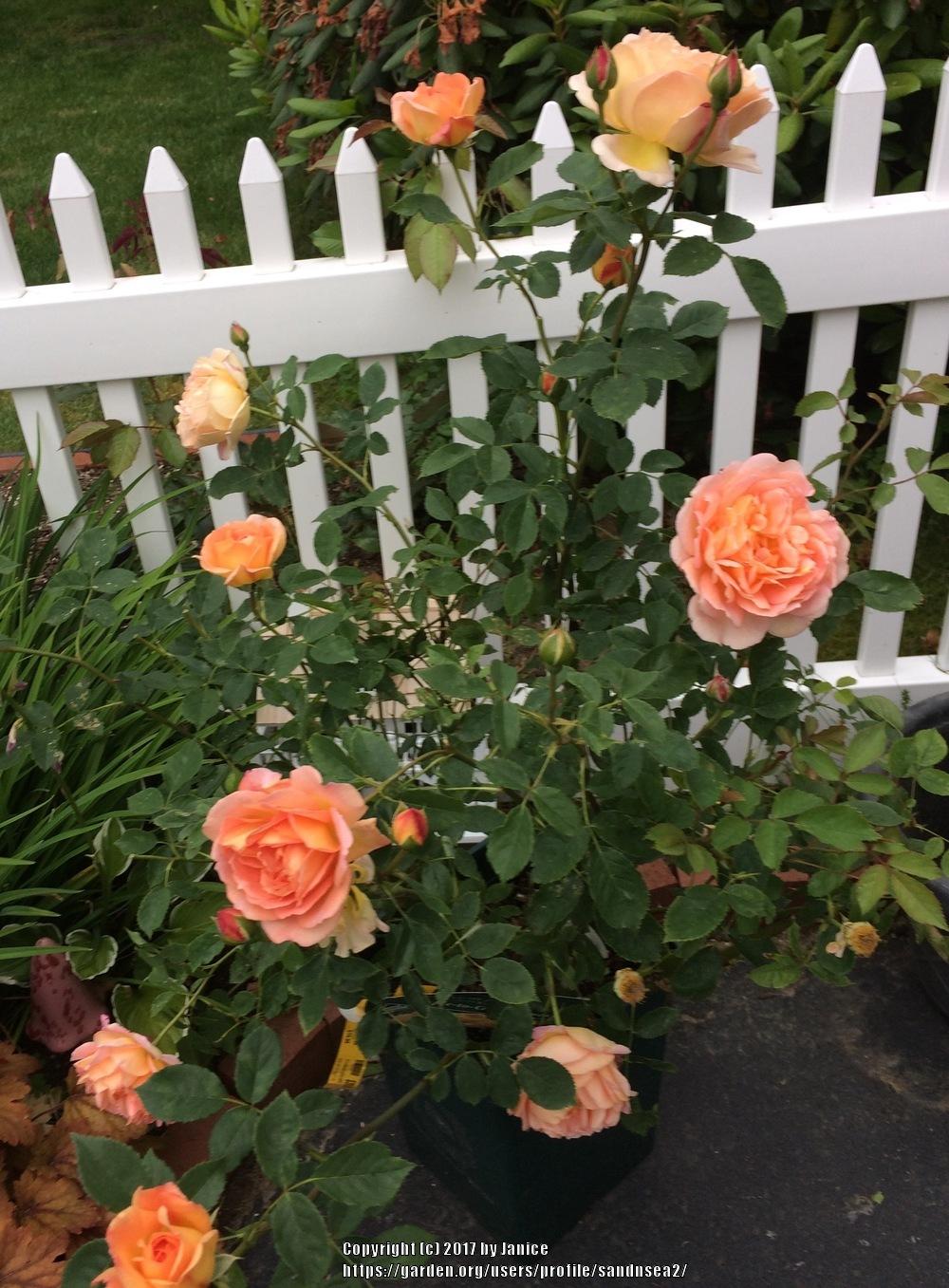 Photo of English Shrub Rose (Rosa 'Lady of Shalott') uploaded by sandnsea2