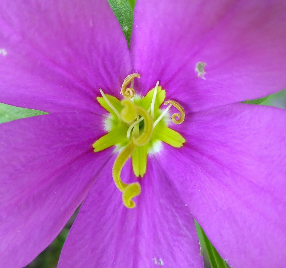 Photo of Meadow Pink (Sabatia campestris) uploaded by wildflowers