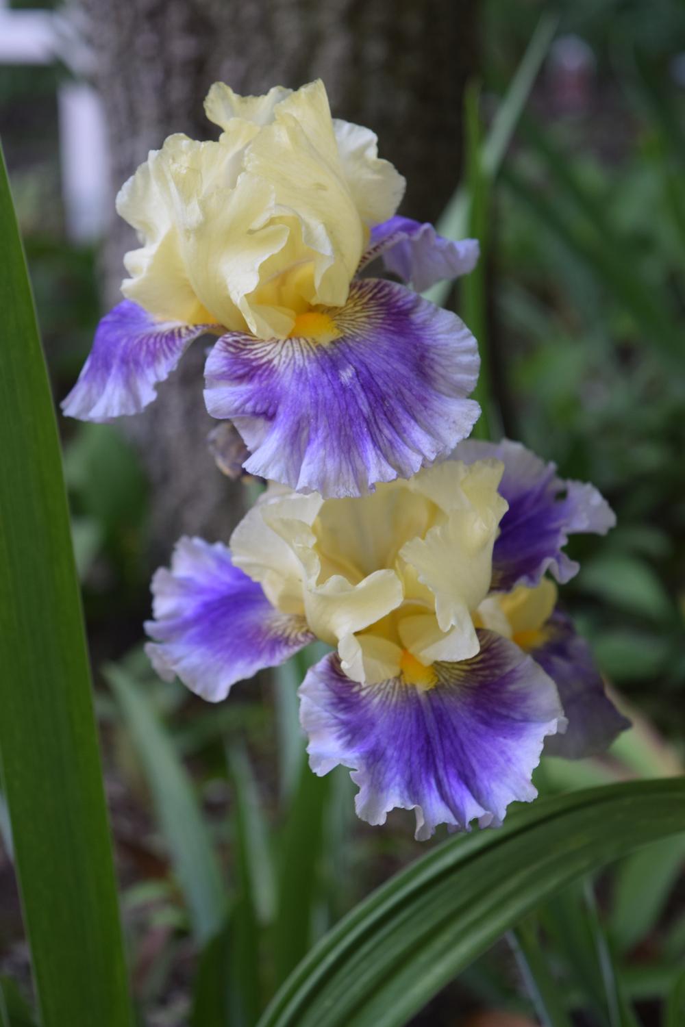 Photo of Tall Bearded Iris (Iris 'Evening Rounds') uploaded by Dachsylady86