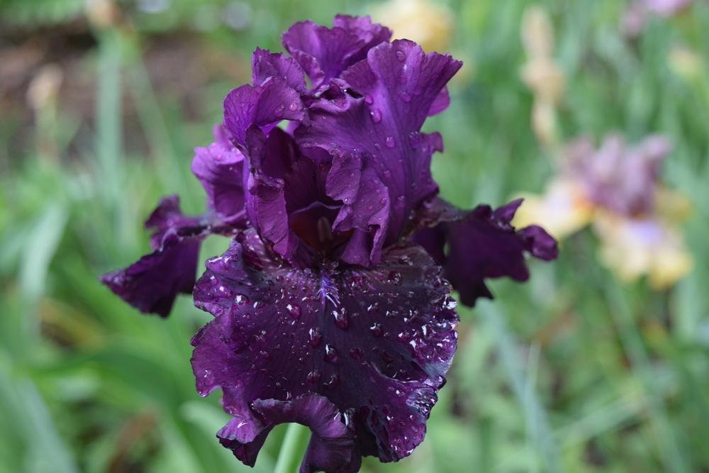 Photo of Tall Bearded Iris (Iris 'Purple Punch') uploaded by Dachsylady86
