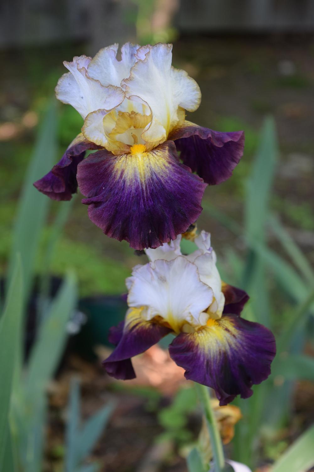 Photo of Tall Bearded Iris (Iris 'Superhero') uploaded by Dachsylady86