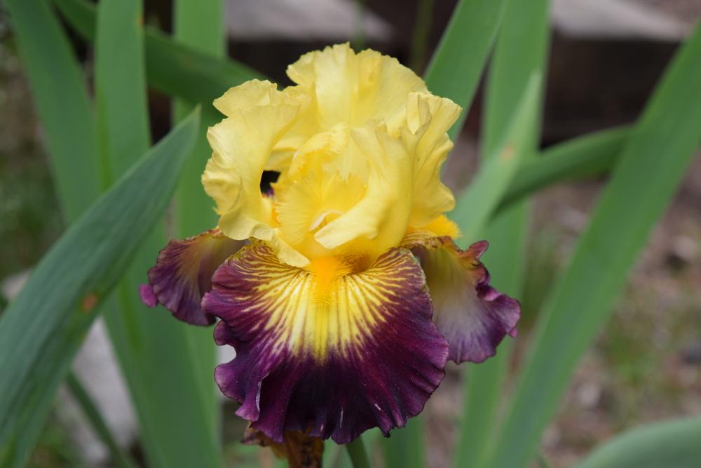 Photo of Tall Bearded Iris (Iris 'Snapshot') uploaded by Dachsylady86
