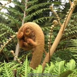 Location: San Francisco Botanical Garden, San Francisco, United States
Date: 2016-08-20
This isn't a close up!  You can just see this frond in the entire