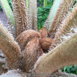 Location: San Francisco Botanical Garden, San Francisco, United States
Date: 2016-08-20
Tightly packed and coiled fronds look quite prehistoric in size a