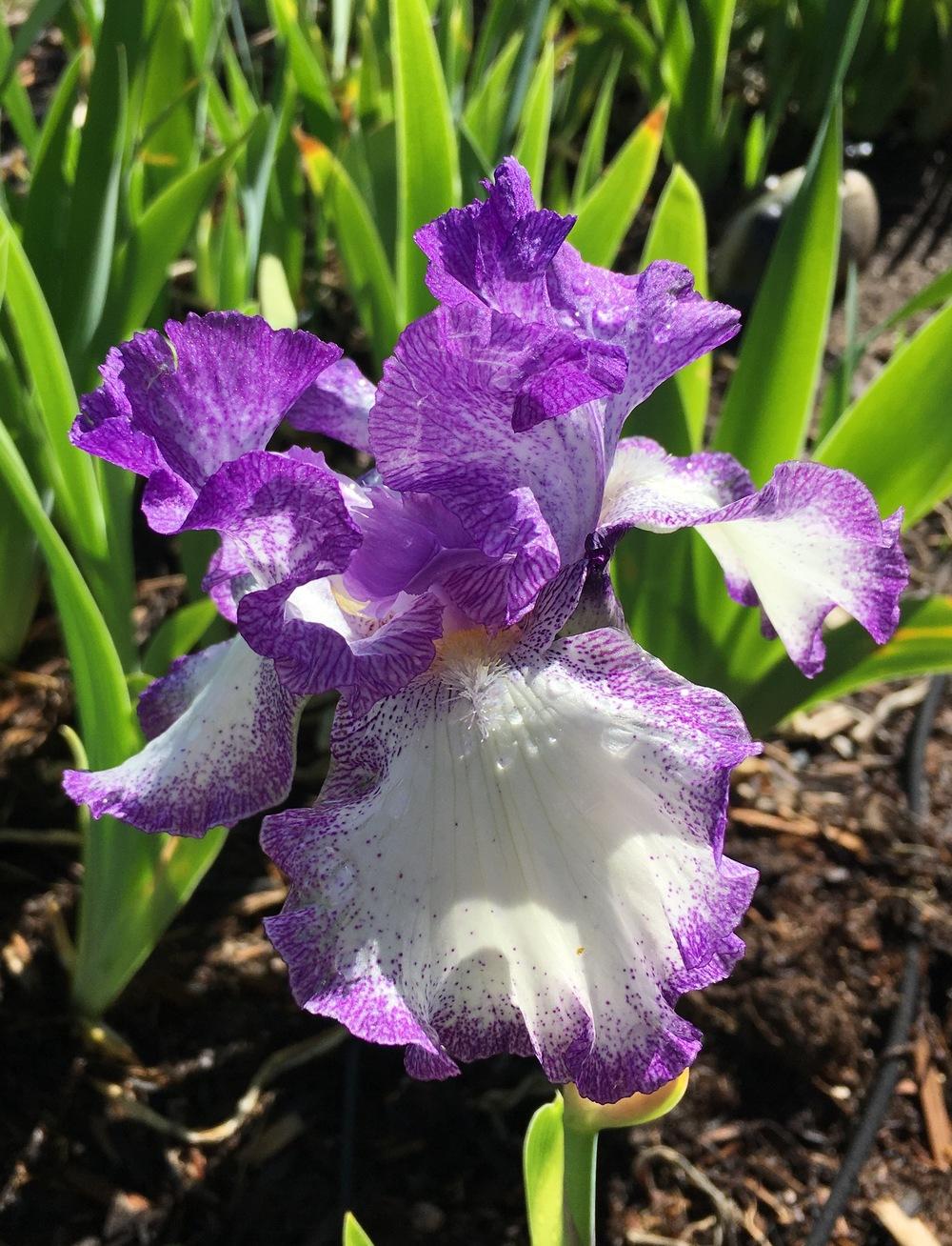 Photo of Tall Bearded Iris (Iris 'Jesse's Song') uploaded by ItsMyGarden