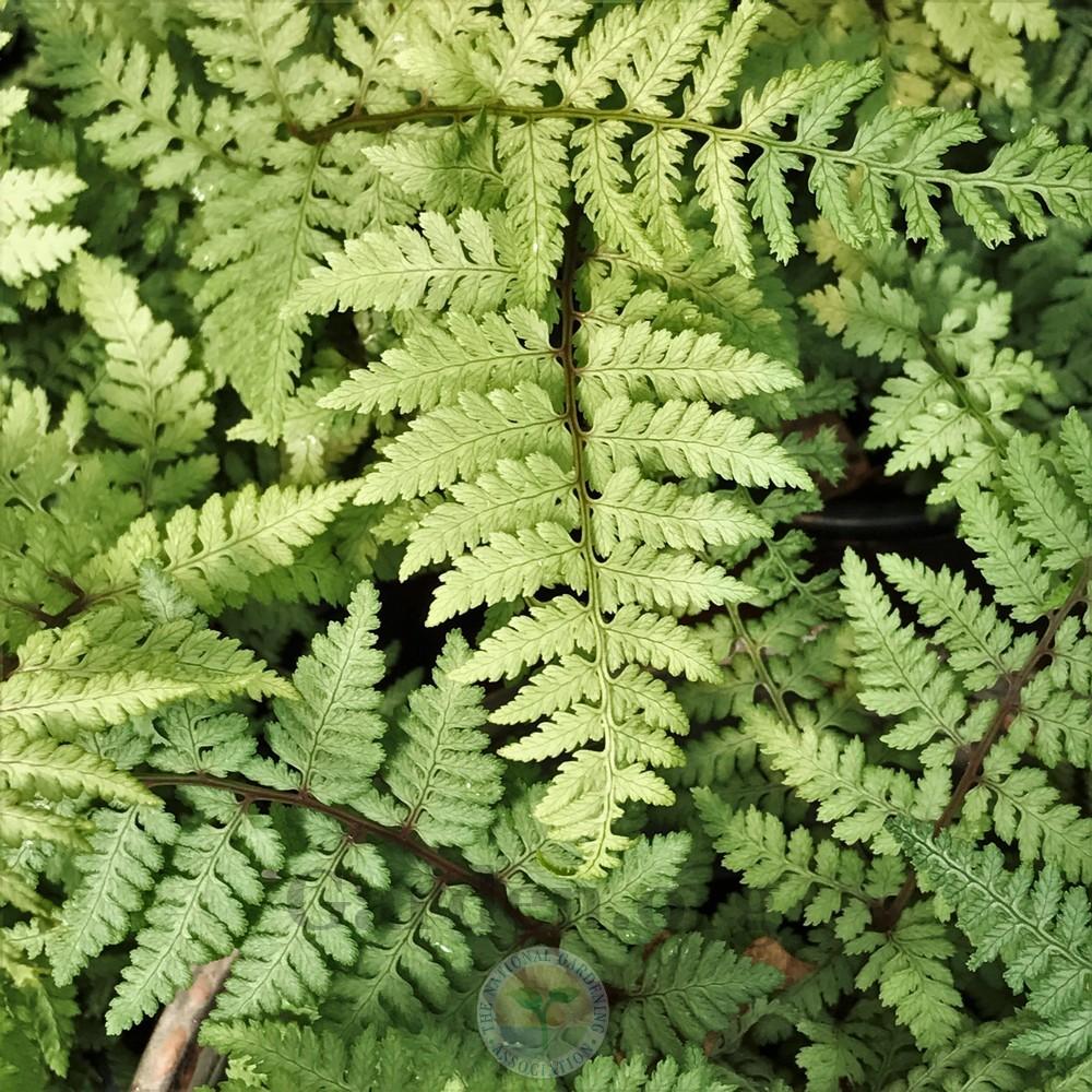 Photo of Ghost Fern (Athyrium 'Ghost') uploaded by Patty