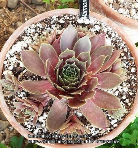 Photo of Hen and Chicks (Sempervivum marmoreum 'Chocolate') uploaded by TerriStanley