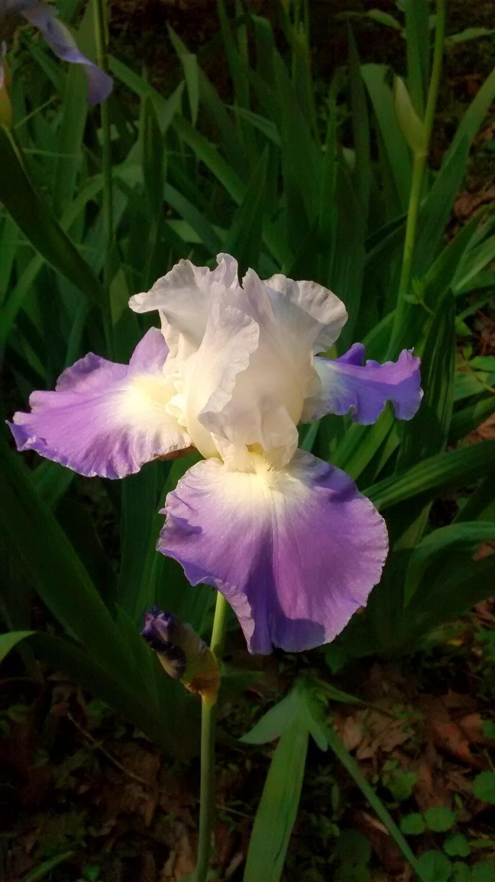 Photo of Tall Bearded Iris (Iris 'Clarence') uploaded by Phytodiscovery