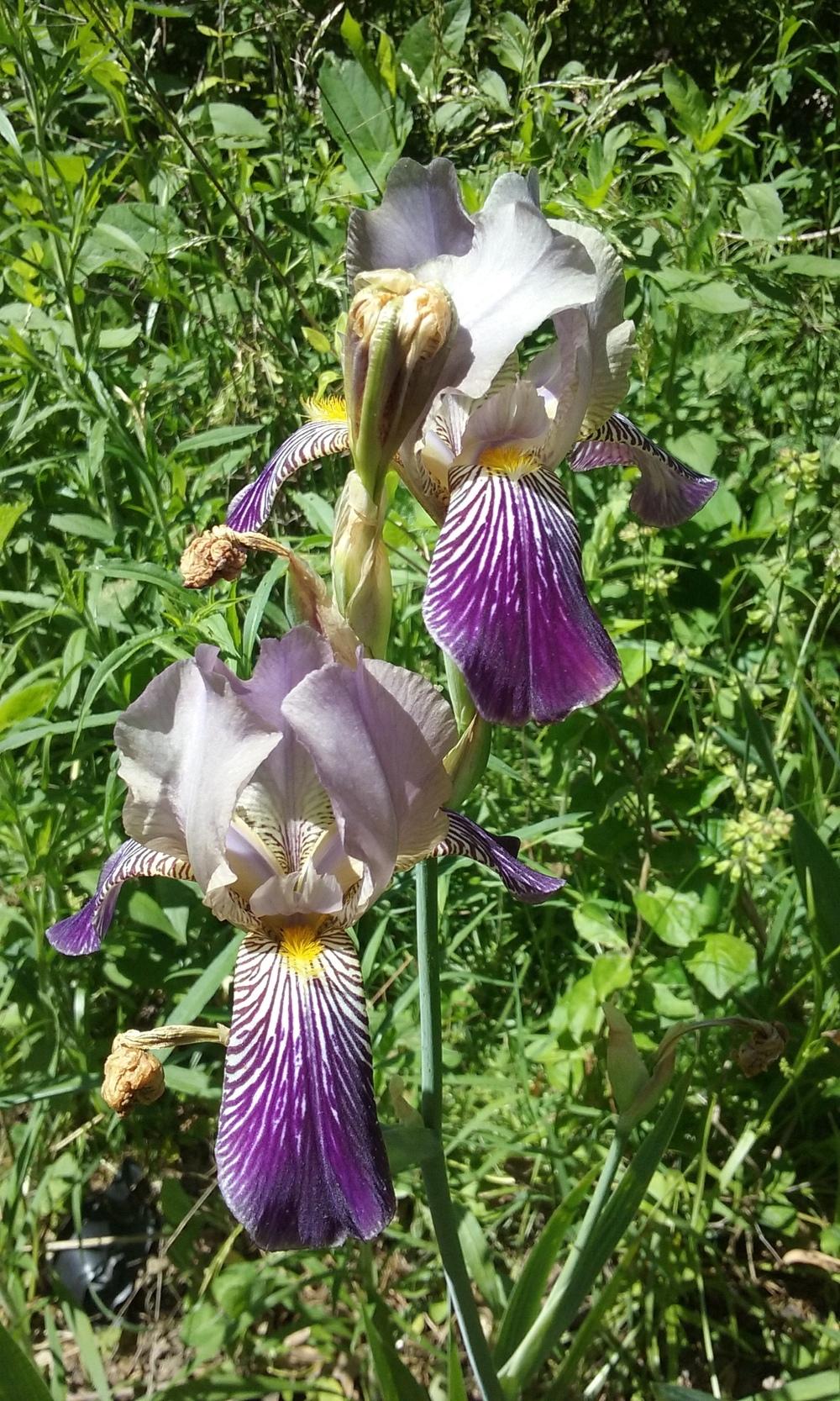 Photo of Tall Bearded Iris (Iris 'Fabian') uploaded by Phytodiscovery