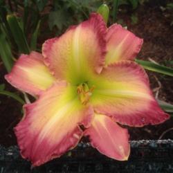 Location: Shores of Miserva, my home
Date: 2017-06-17
First bloom