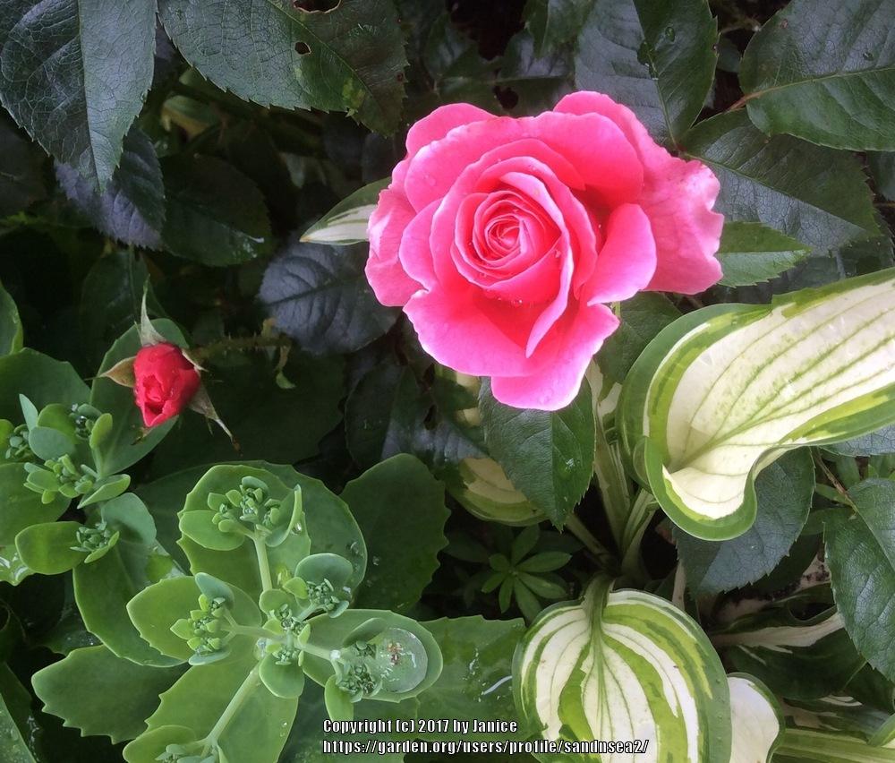 Photo of Rose (Rosa 'Mathilda') uploaded by sandnsea2