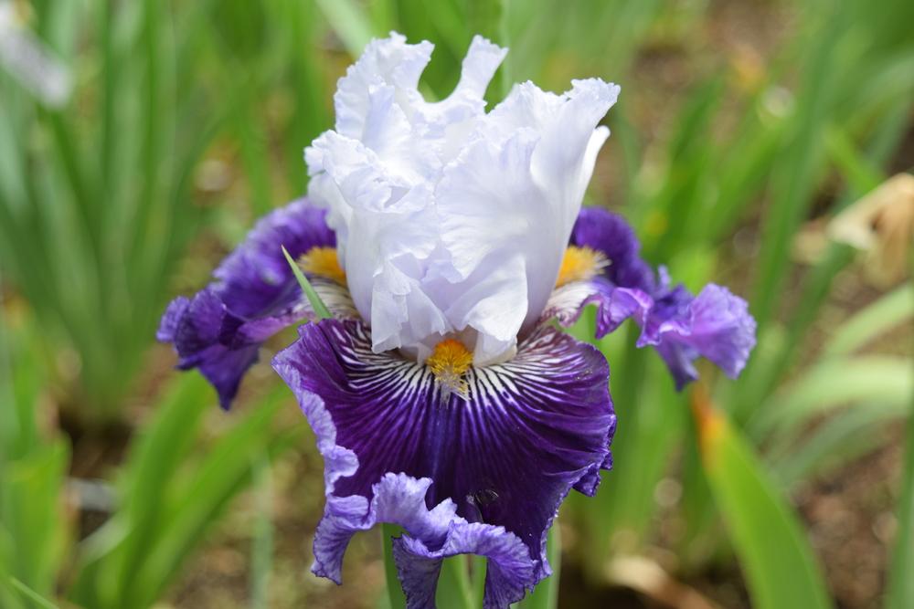 Photo of Tall Bearded Iris (Iris 'Polar Shift') uploaded by Dachsylady86