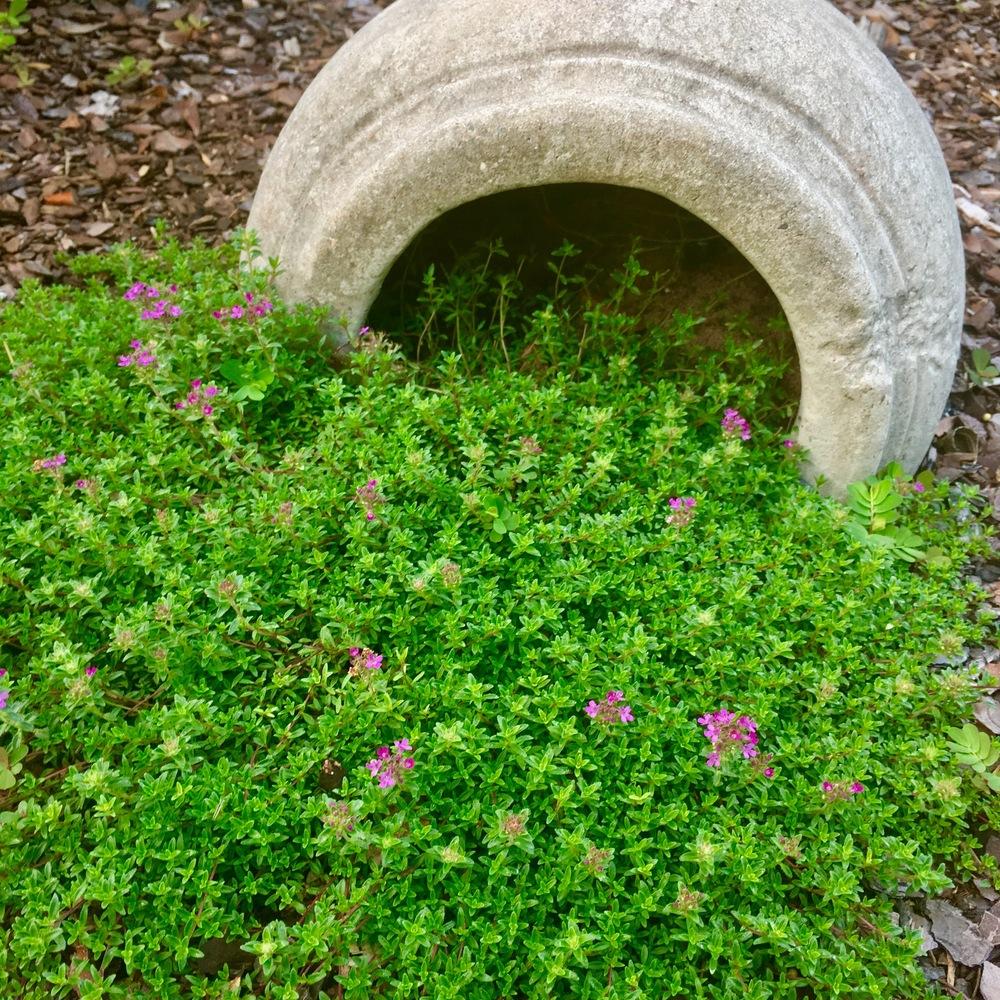 Photo of Red Creeping Thyme (Thymus praecox 'Coccineus') uploaded by GaNinFl