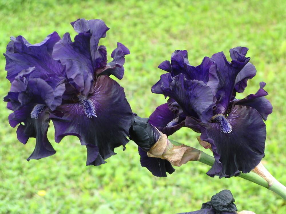 Photo of Tall Bearded Iris (Iris 'Midnight Oil') uploaded by Ina