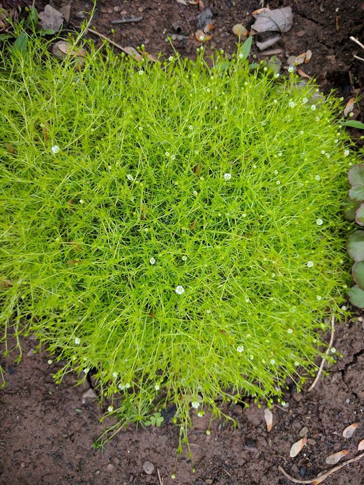 Photo of Scotch Moss (Sagina subulata 'Aurea') uploaded by JLWilliams