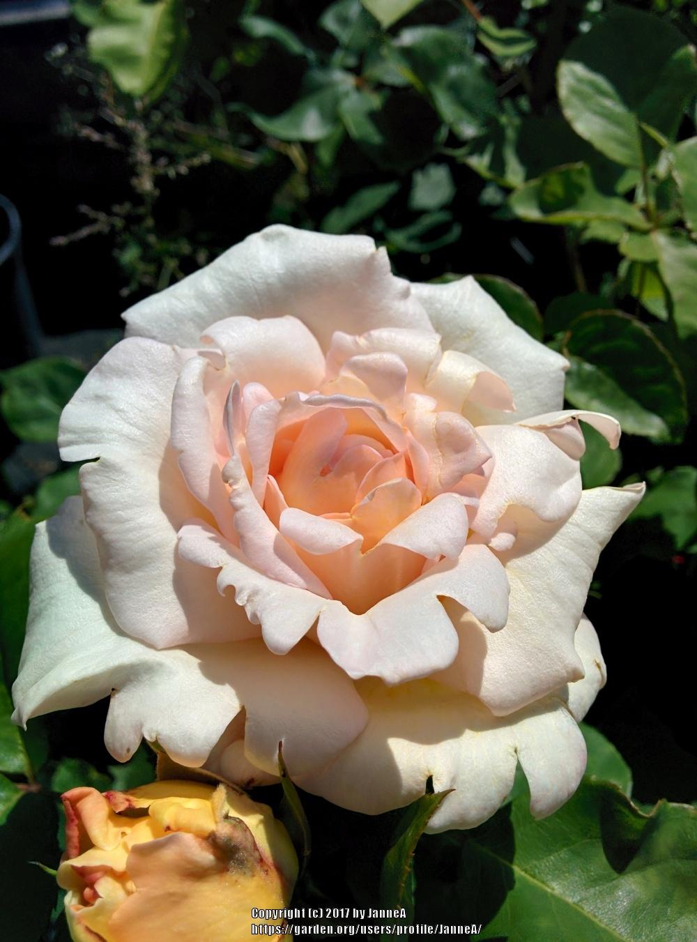 Photo of Rose (Rosa 'Ophelia') uploaded by JanneA