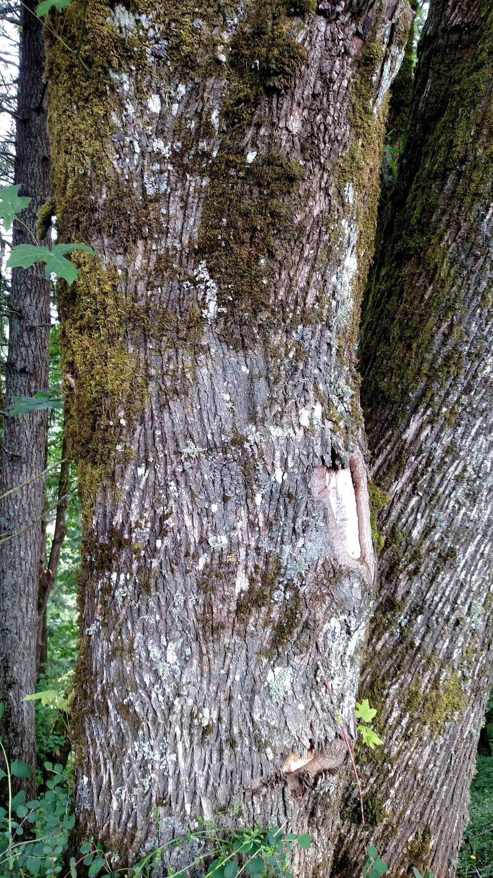 Photo of Big-Leaf Maple (Acer macrophyllum) uploaded by Toni