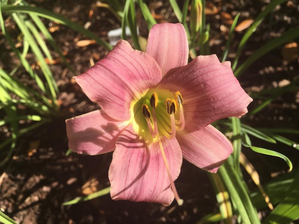 Photo of Daylily (Hemerocallis 'Little Wart') uploaded by aikenforflowers