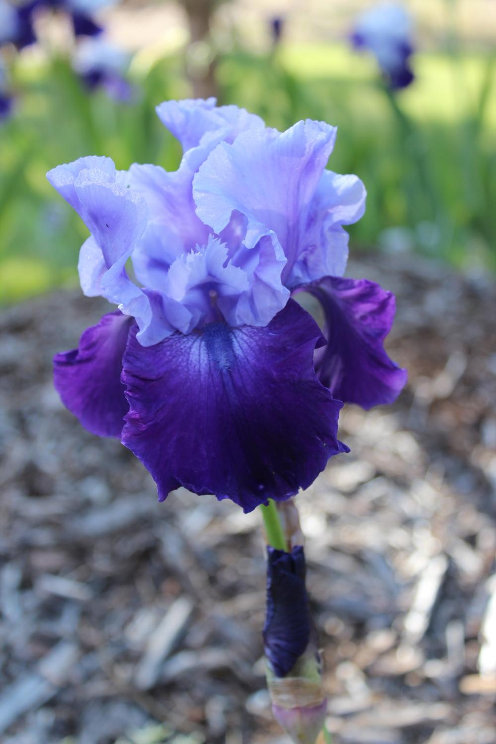 Photo of Tall Bearded Iris (Iris 'Royalist') uploaded by esfisher