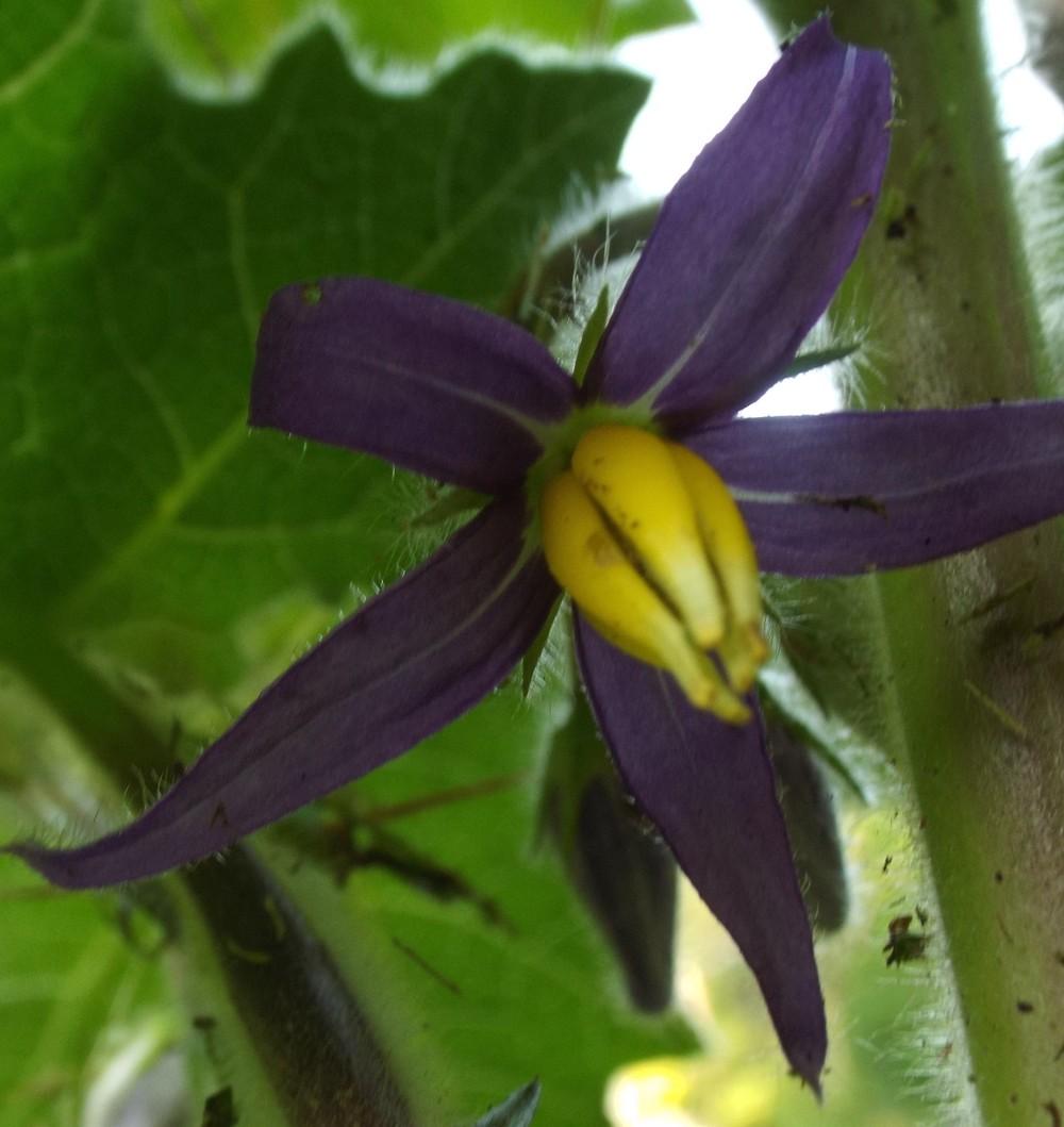 Photo of Nipple Fruit (Solanum mammosum) uploaded by poisondartfrog