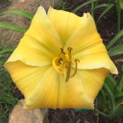 Location: My garden in Warrenville, SC
Date: 2017-06-17
Waxy petals recurve greatly, creating a very flat face