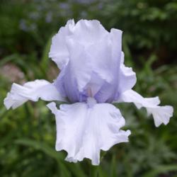 Location: My Garden, Ontario, Canada
Date: 2017-06-17
An historic iris that has been in my garden since the early 1990'