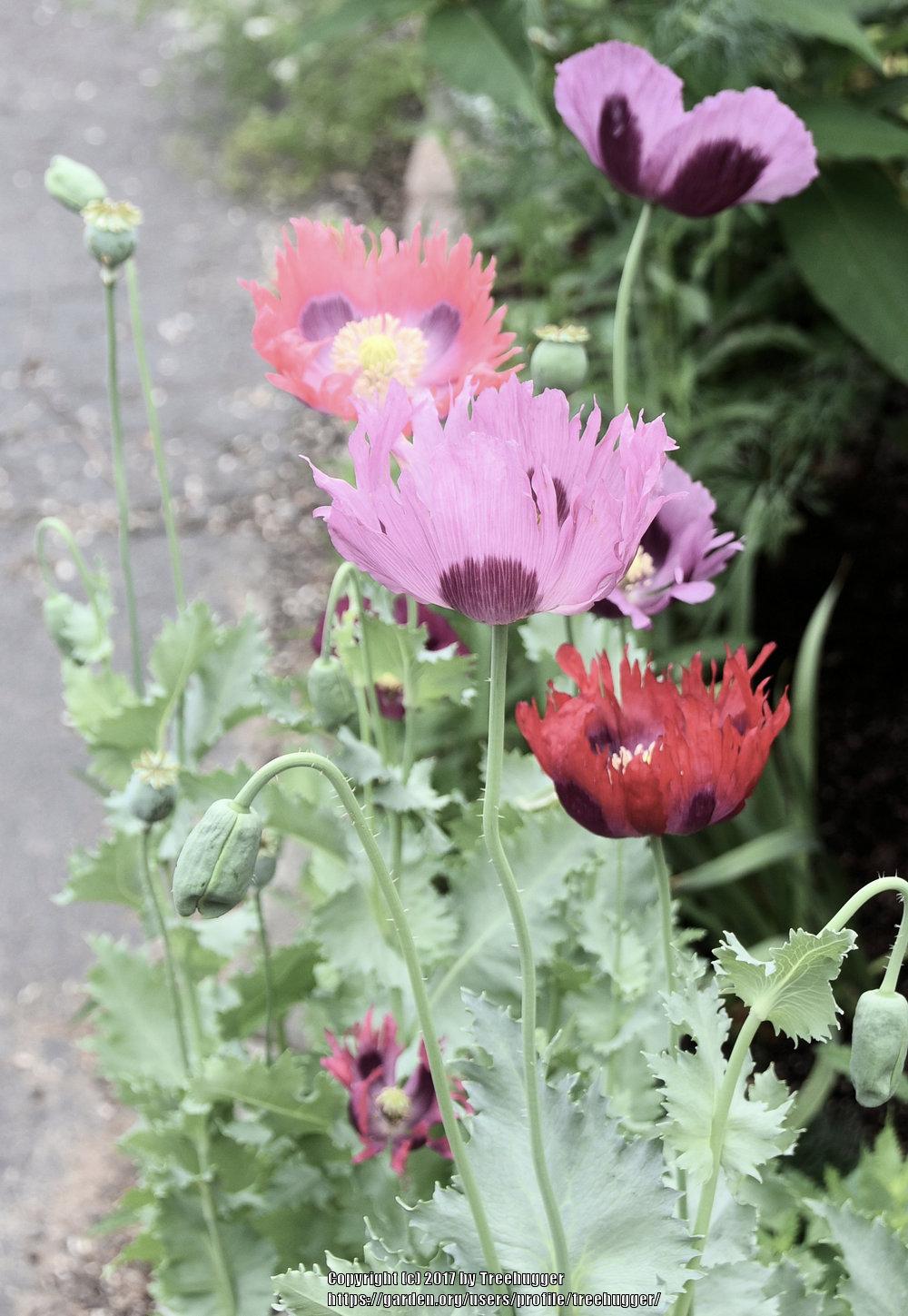 Photo of Opium Poppy (Papaver somniferum) uploaded by treehugger
