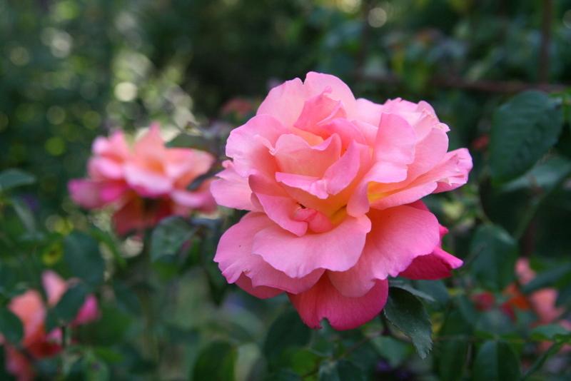 Photo of Shrub Rose (Rosa 'Freisinger Morgenrote') uploaded by Calif_Sue