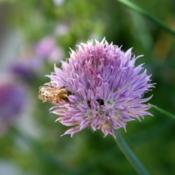 #Pollination #Bee