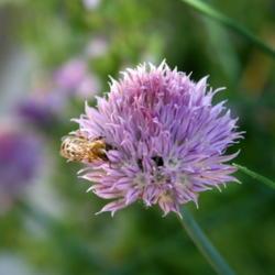 Location: in my garden
Date: 2017-06-19
#Pollination #Bee