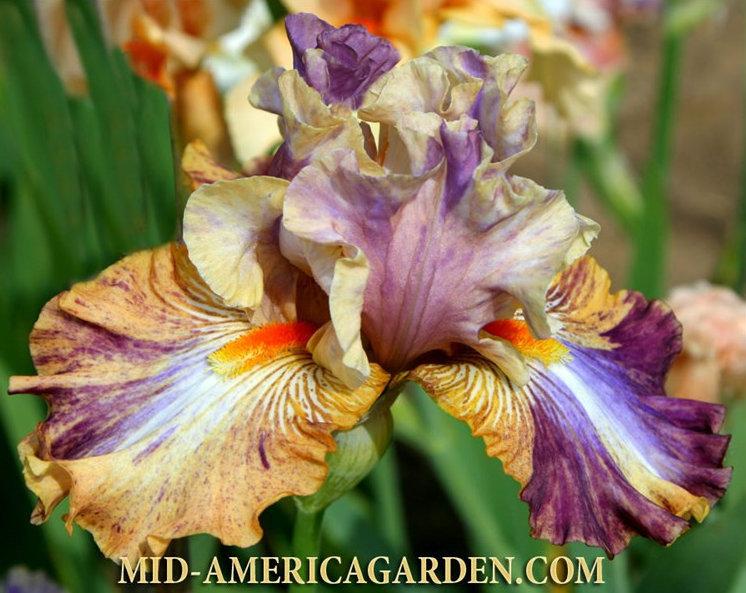 Photo of Tall Bearded Iris (Iris 'Big Break') uploaded by Calif_Sue