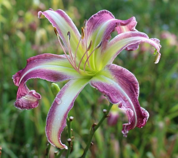 Photo of Daylily (Hemerocallis 'Made in Virginia') uploaded by Calif_Sue
